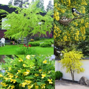 Borsofa-diszfa-Caragana arborescens-bokorfa-ar-www.koronakert.hu