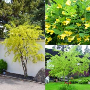 Borsofa-diszfa-Caragana arborescens-bokorfa-ar-www.koronakert.hu
