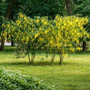 borsófa, *Caragana arborescens*, Caragana arborescens vásárlás, borsófa ár, *Caragana arborescens* eladó, borsófa konténeres, *Caragana arborescens* rendelés, borsófa szabadgyökerű, *Caragana arborescens* webshop, borsófa ültetése, *Caragana arborescens* gondozása, borsófa metszése, *Caragana arborescens* növekedés, borsófa magasság, *Caragana arborescens* fagytűrés, borsófa sövény növény, *Caragana arborescens* sövény telepítés, borsófa konténer méret, *Caragana arborescens* ültetési távolság, borsófa kertbe, *Caragana arborescens* díszcserje, borsófa betegségek, *Caragana arborescens* tippek, borsófa virágzás, *Caragana arborescens* vélemények, borsófa online vásárlás, *Caragana arborescens* téli gondozás, borsófa elültetése, *Caragana arborescens* növény árak, borsófa gyors növekedés, *Caragana arborescens* konténeres eladó.