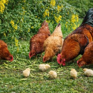 borsófa, *Caragana arborescens*, Caragana arborescens vásárlás, borsófa ár, *Caragana arborescens* eladó, borsófa konténeres, *Caragana arborescens* rendelés, borsófa szabadgyökerű, *Caragana arborescens* webshop, borsófa ültetése, *Caragana arborescens* gondozása, borsófa metszése, *Caragana arborescens* növekedés, borsófa magasság, *Caragana arborescens* fagytűrés, borsófa sövény növény, *Caragana arborescens* sövény telepítés, borsófa konténer méret, *Caragana arborescens* ültetési távolság, borsófa kertbe, *Caragana arborescens* díszcserje, borsófa betegségek, *Caragana arborescens* tippek, borsófa virágzás, *Caragana arborescens* vélemények, borsófa online vásárlás, *Caragana arborescens* téli gondozás, borsófa elültetése, *Caragana arborescens* növény árak, borsófa gyors növekedés, *Caragana arborescens* konténeres eladó.