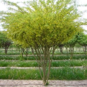 borsófa, *Caragana arborescens*, Caragana arborescens vásárlás, borsófa ár, *Caragana arborescens* eladó, borsófa konténeres, *Caragana arborescens* rendelés, borsófa szabadgyökerű, *Caragana arborescens* webshop, borsófa ültetése, *Caragana arborescens* gondozása, borsófa metszése, *Caragana arborescens* növekedés, borsófa magasság, *Caragana arborescens* fagytűrés, borsófa sövény növény, *Caragana arborescens* sövény telepítés, borsófa konténer méret, *Caragana arborescens* ültetési távolság, borsófa kertbe, *Caragana arborescens* díszcserje, borsófa betegségek, *Caragana arborescens* tippek, borsófa virágzás, *Caragana arborescens* vélemények, borsófa online vásárlás, *Caragana arborescens* téli gondozás, borsófa elültetése, *Caragana arborescens* növény árak, borsófa gyors növekedés, *Caragana arborescens* konténeres eladó.