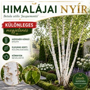 hófehér kérgű-himalajai-nyir-fa-ár
