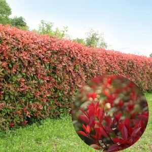 magastörzsü korallberkenye, photinia red robin, photinia, vörös levelű sövénynövény, örökzöld sövény, piros levelű sövény, photinia sövény, photinia red robin sövény, örökzöld díszcserje, photinia red robin eladó, photinia red robin ár, photinia red robin vásárlás, photinia red robin csemete, photinia red robin konténeres, photinia sövény ár, photinia növény rendelés, photinia red robin sövénynek, photinia red robin gondozása, photinia red robin metszése, photinia red robin ültetése, photinia red robin télállóság, photinia red robin növekedése, photinia red robin betegségei, photinia red robin mikor piros