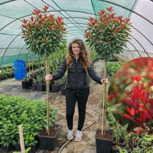 magastörzsü korallberkenye, photinia red robin, photinia, vörös levelű sövénynövény, örökzöld sövény, piros levelű sövény, photinia sövény, photinia red robin sövény, örökzöld díszcserje, photinia red robin eladó, photinia red robin ár, photinia red robin vásárlás, photinia red robin csemete, photinia red robin konténeres, photinia sövény ár, photinia növény rendelés, photinia red robin sövénynek, photinia red robin gondozása, photinia red robin metszése, photinia red robin ültetése, photinia red robin télállóság, photinia red robin növekedése, photinia red robin betegségei, photinia red robin mikor piros