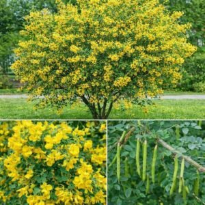 borsofa-Caragana-arborescens-ar-sarga-akac-csemete-szarazsagturo-viragzo-soveny-noveny-sarga-viragu-disznoveny-www.koronakert.hu