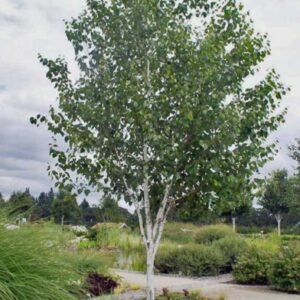 himalajai-nyirfa-ar-betula-utilis-diszfa-csemete-ar-www.koronakert.hu