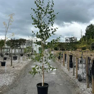 himalajai-nyirfa-ar-betula-utilis-diszfa-csemete-ar-www.koronakert.hu