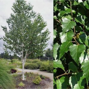 himalajai-nyirfa-ar-betula-utilis-diszfa-csemete-ar-www.koronakert.hu