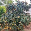 japan naspolya, Eriobotrya japonica-gyümölcstermö-disznöveny-ar-www.koronakert.hu