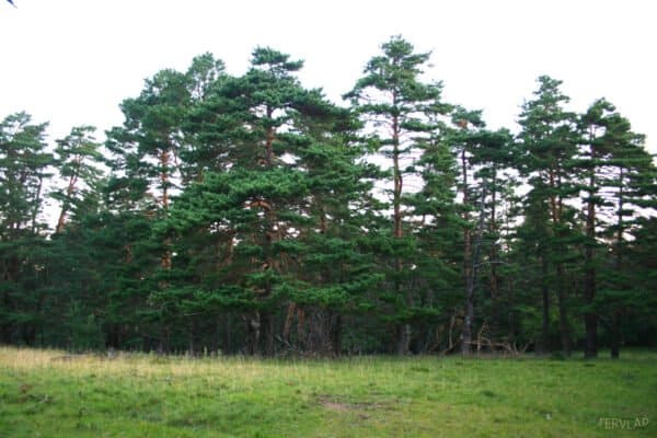 Erdei-fenyo-Pinus-sylvestris-diszfa-csemete