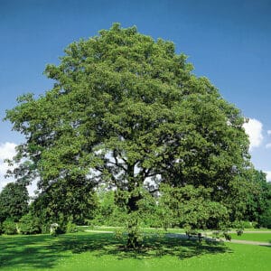 Hegyi-Juhar-acer-pseudoplatanus-díszfa-csemete-ár