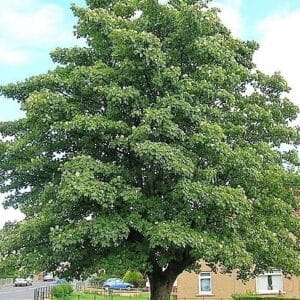 Hegyi-Juhar-acer-pseudoplatanus-díszfa-csemete-ár-