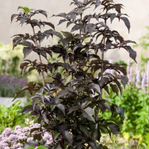 Oszlopos-bordo-leveleü-bodza-black-tower-sambucus-nigra-ár