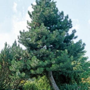 Fekete-fenyo-Pinus-nigra-Austriaca