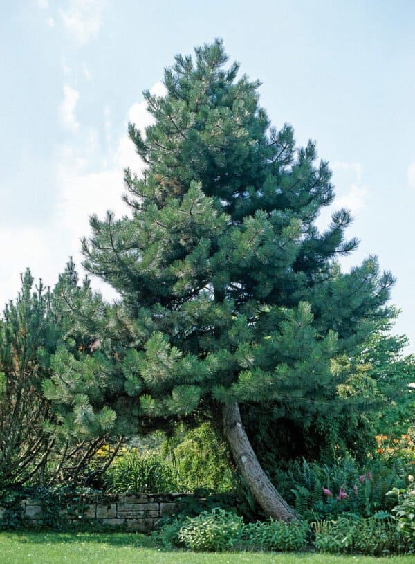 Fekete-fenyo-Pinus-nigra-Austriaca