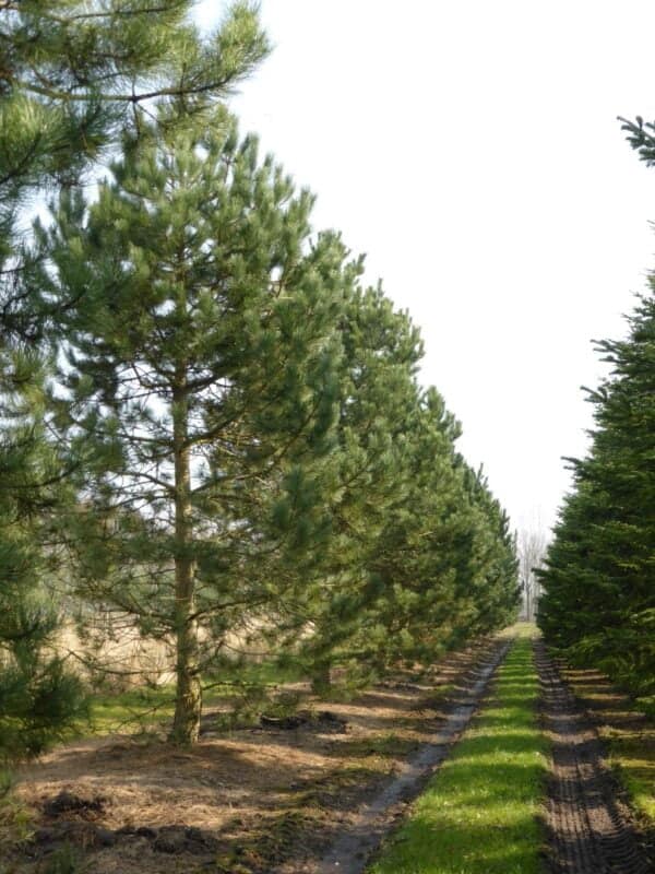 Fekete-fenyo-Pinus-nigra-Austriaca