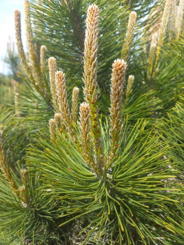 Erdei-fenyo-Pinus-sylvestris-diszfa-csemete