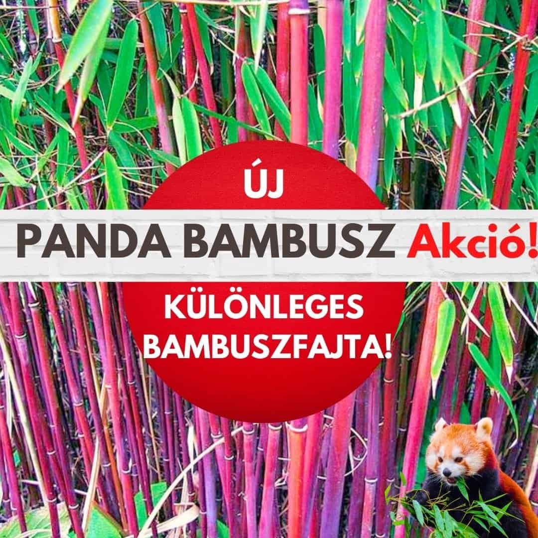 panda-bambusz-akció