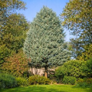 arizoniai ciprus ár-örökzöld-fenyő-ciprus-cedrus-diszfa-www.koronakert.hu