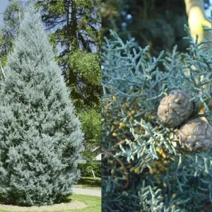 arizoniai ciprus ár-örökzöld-fenyő-ciprus-cedrus-diszfa-www.koronakert.hu