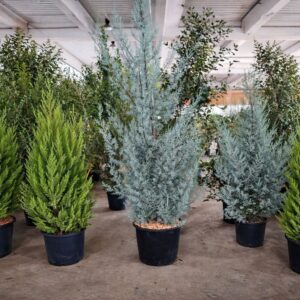 arizoniai ciprus ár-örökzöld-fenyő-ciprus-cedrus-diszfa-www.koronakert.hu