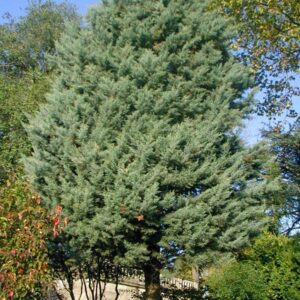 arizoniai ciprus ár-örökzöld-fenyő-ciprus-cedrus-diszfa-www.koronakert.hu