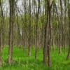 feher-akac-Robinia-pseudoacacia-csemete