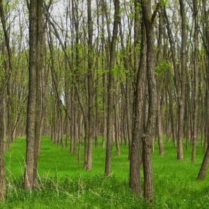 feher-akac-Robinia-pseudoacacia-csemete