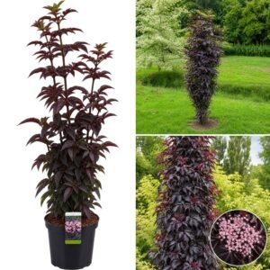Oszlopos bordó levelű bodza "Black Tower" 30cm "Sambucus nigra" (cserepes dísznövény)