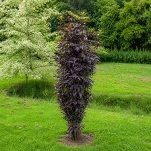Oszlopos bordó levelű bodza "Black Tower" 30cm "Sambucus nigra" (cserepes dísznövény)
