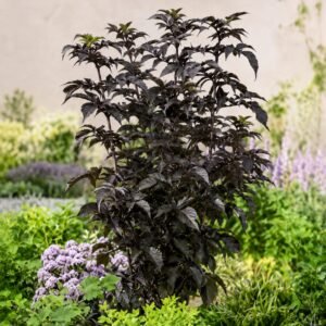 Oszlopos bordó levelű bodza "Black Tower" 30cm "Sambucus nigra" (cserepes dísznövény)
