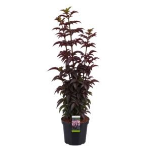 Oszlopos bordó levelű bodza "Black Tower" 30cm "Sambucus nigra" (cserepes dísznövény)