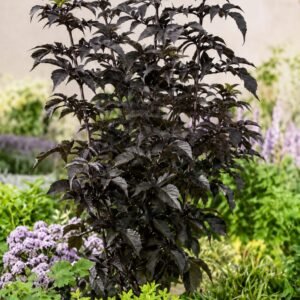 Oszlopos bordó levelű bodza "Black Tower" 30cm "Sambucus nigra" (cserepes dísznövény)