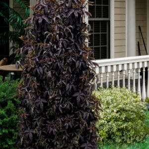 Oszlopos bordó levelű bodza "Black Tower" 30cm "Sambucus nigra" (cserepes dísznövény)