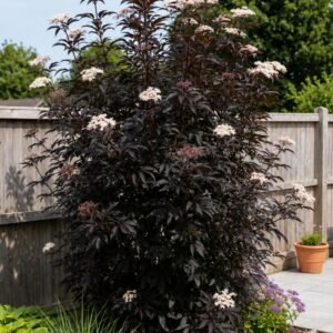 Oszlopos bordó levelű bodza "Black Tower" 30cm "Sambucus nigra" (cserepes dísznövény)