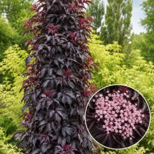 Oszlopos bordó levelű bodza "Black Tower" "Sambucus nigra" (cserepes dísznövény)