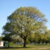 szibériai szil, ulmus pumilla