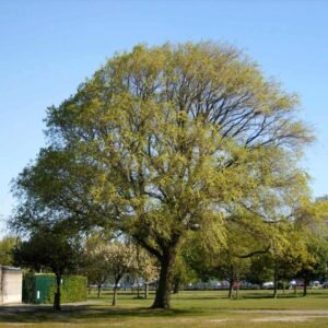 szibériai szil, ulmus pumilla