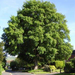 szibériai szil, ulmus pumilla