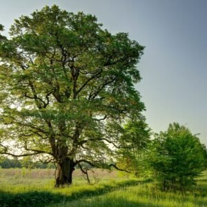 szibériai szil, ulmus pumilla