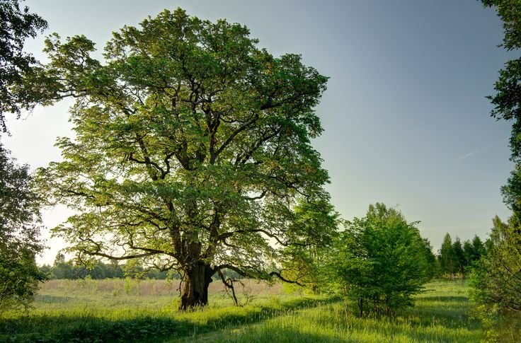 turkesztani-sziberiai-szil-ulmus-pumilla-www.koronakert.hu szibériai szil, ulmus pumilla