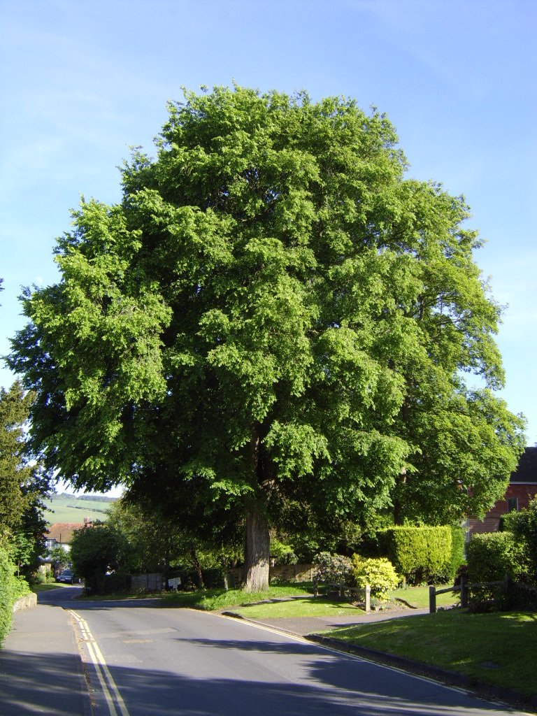 turkesztani-sziberiai-szil-ulmus-pumilla szibériai szil, ulmus pumilla