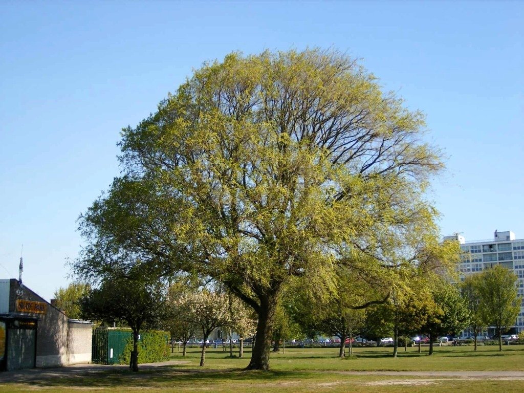 turkesztani-sziberiai-szil szibériai szil, ulmus pumilla