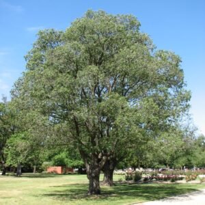 szibériai szil, ulmus pumilla