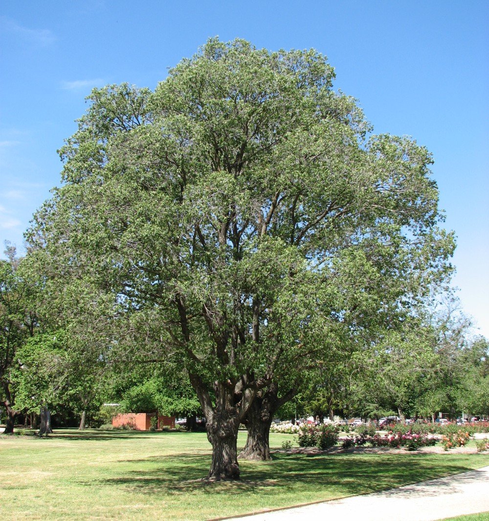 turkesztani-sziberiai-szil2 szibériai szil, ulmus pumilla
