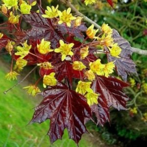 vörösjuhar-verjuhar-piros-levelü-juhar-ár-bordo-diszfa-www.koronakert.hu