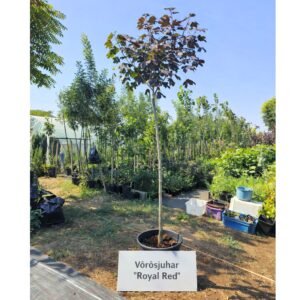 vörösjuhar-verjuhar-piros-levelü-juhar-ár-bordo-diszfa-www.koronakert.hu