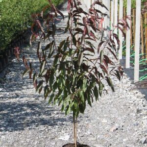 voros-levelu-oszibarack-Prunus-persica-Rubira-gyumolcsfa-csemete-ar-