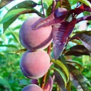 voros-levelu-oszibarack-Prunus-persica-Rubira-gyumolcsfa-csemete-ar-