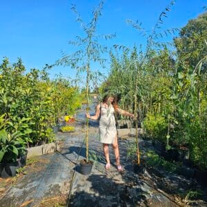 Szomorúfűz 250 cm "Salix alba Tristis"-csemete-ár-gyorsan-növő-fa-fajták